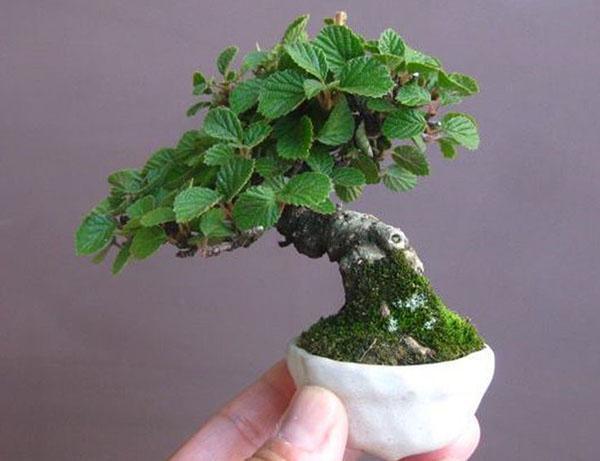 plante miniature de haute qualité