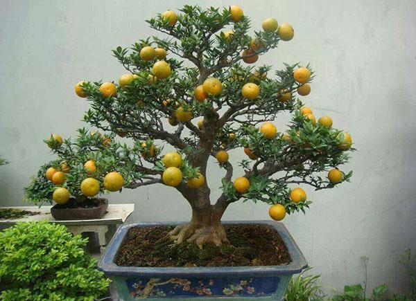 limón bonsai