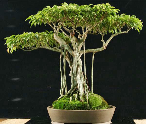 bonsaï ficus benjamin