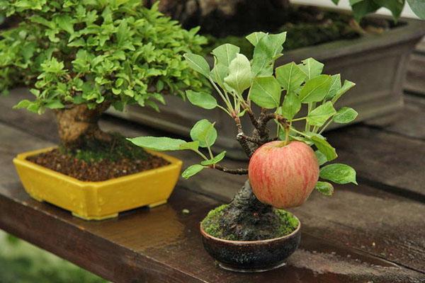 bonsai de manzana