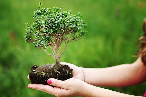 bonsai - un árbol en miniatura