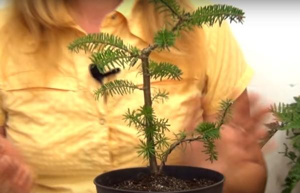 bonsai de abeto