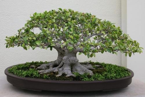 bonsai