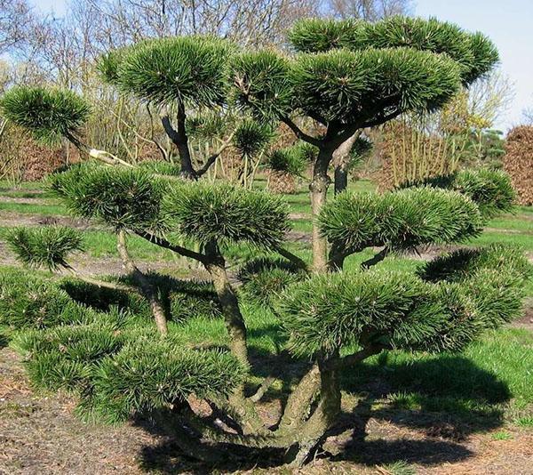 pin bonsaï original