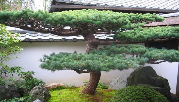 bonsai de pino en su cabaña de verano