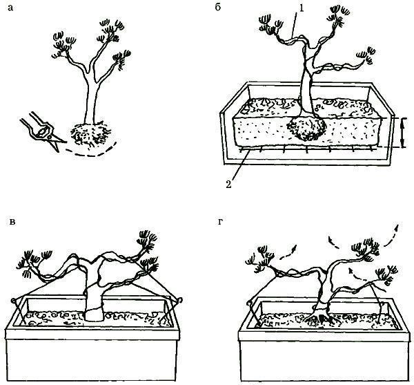 formación de árboles de pino bonsai