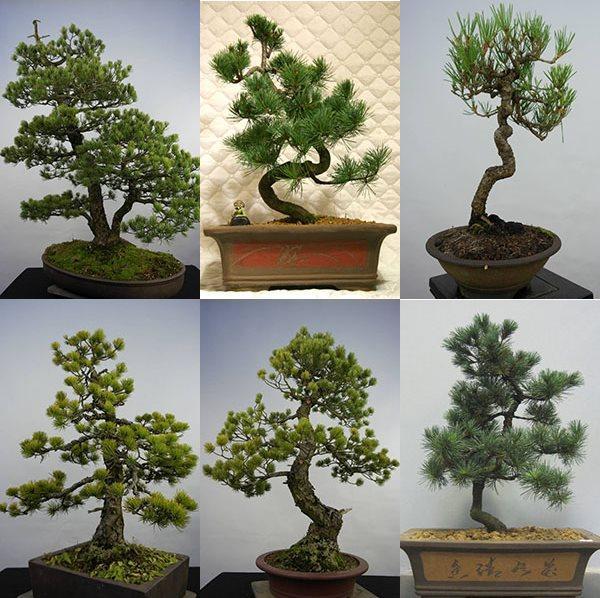 idées de bonsaï de pin