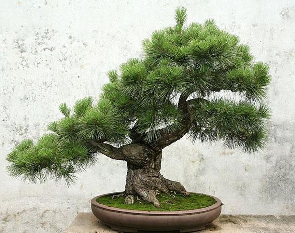 cuenco especial para bonsai de pino