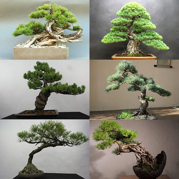 decoración del árbol de pino bonsai