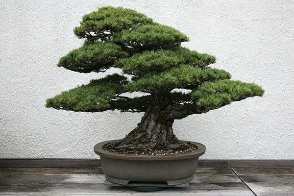 bonsai de pino