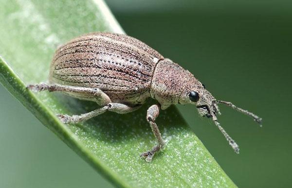 gorgojo del escarabajo