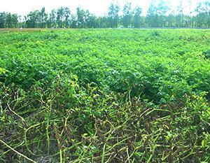 Tizón tardío en un campo de patatas