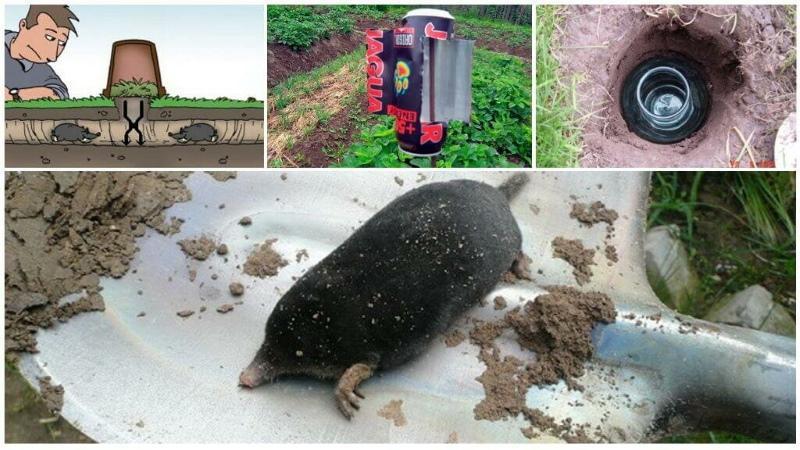 luchando contra los topos en su cabaña de verano