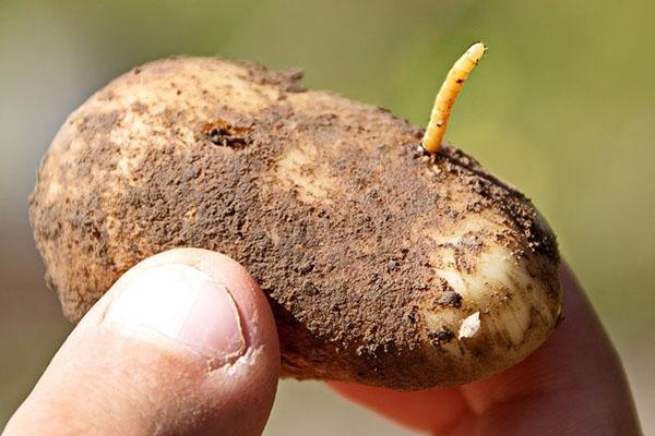 daños a los cultivos por gusano de alambre