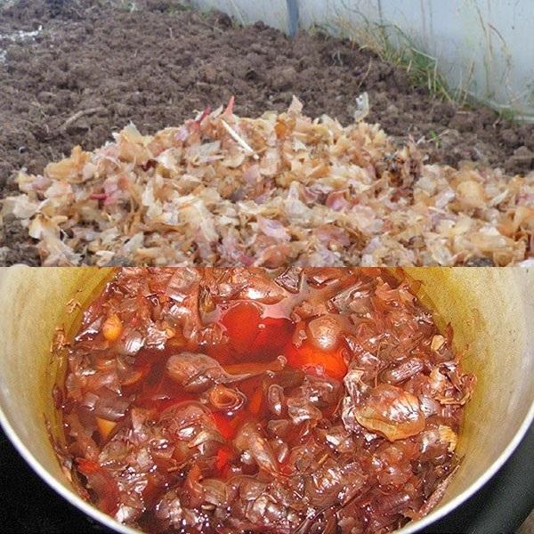 uso de cáscaras de cebolla