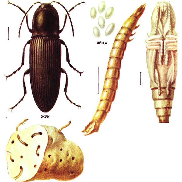 ciclo de vida del gusano de alambre