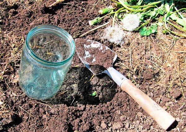 Colocación de trampas para gusanos de alambre