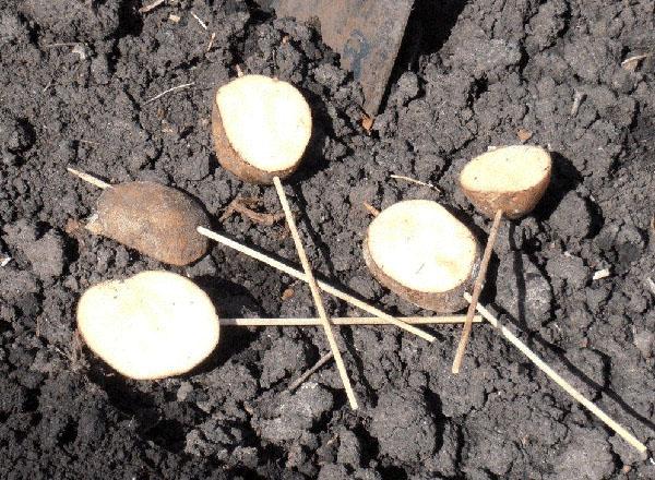 tubérculos de patata como cebo