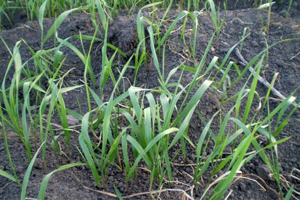 mauvaises herbes dans les lits