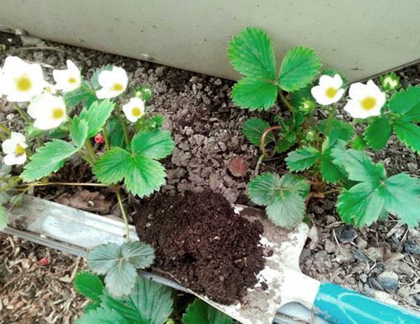cuidado de la fresa en primavera