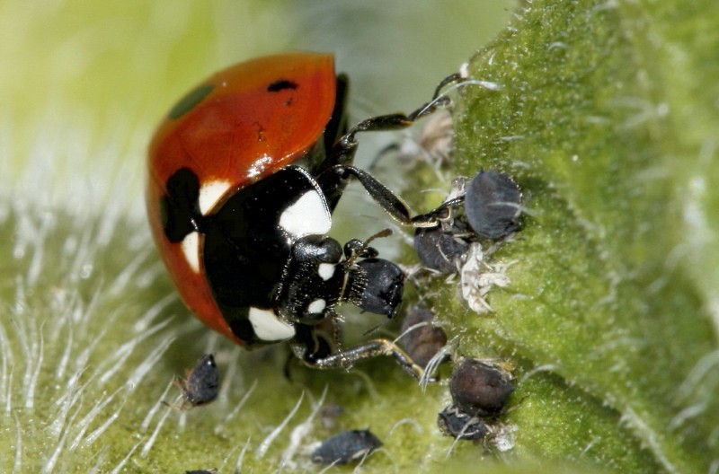 ¿Cómo son útiles las mariquitas?