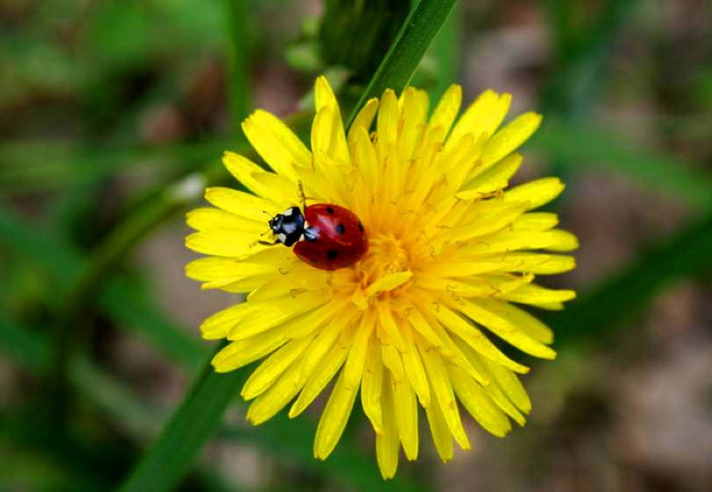 plantes qui aiment les coccinelles