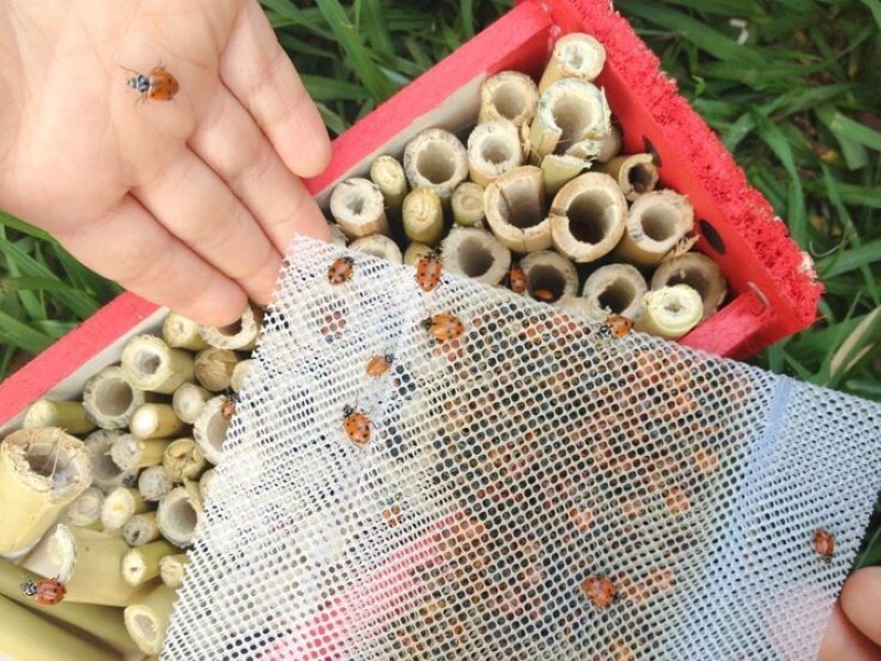 maisons pour coccinelles