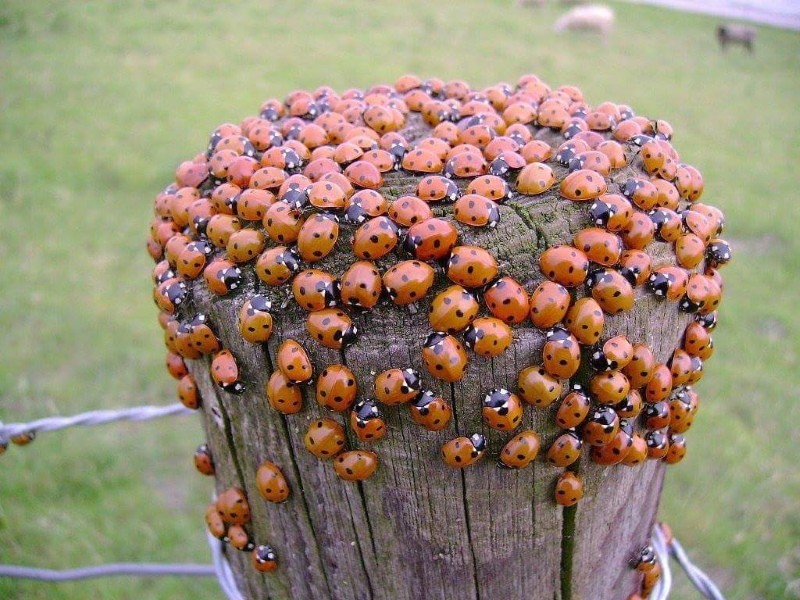 comment élever des coccinelles sur le site