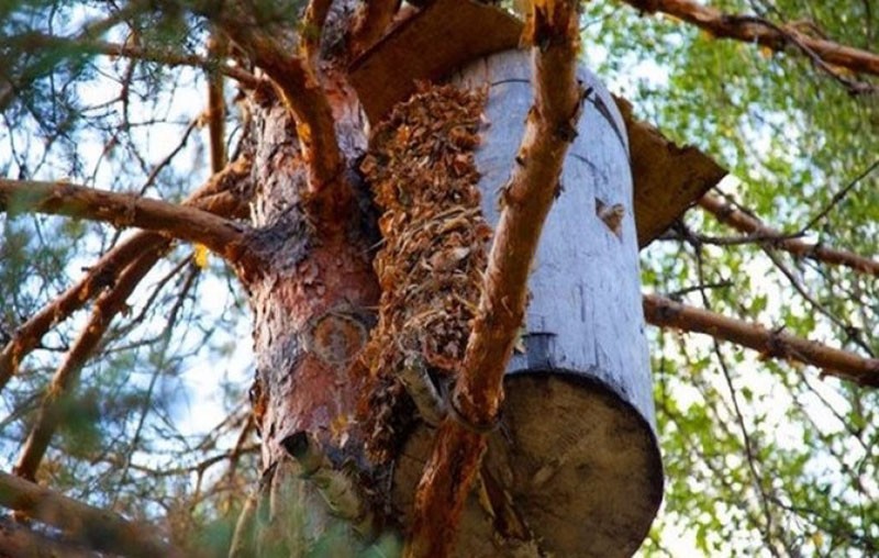 avantages et inconvénients de l'apiculture à bord