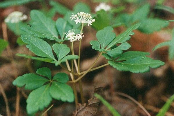 fleurs de ginseng