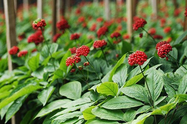 les fruits du ginseng mûrissent