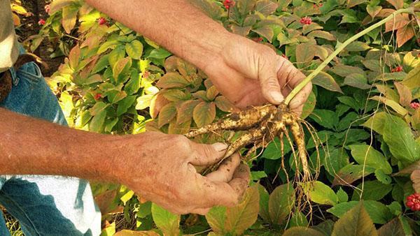 desenterrando la raíz de ginseng