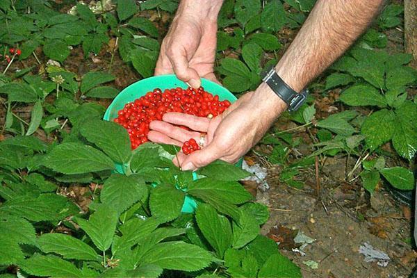 recogiendo fruta de ginseng