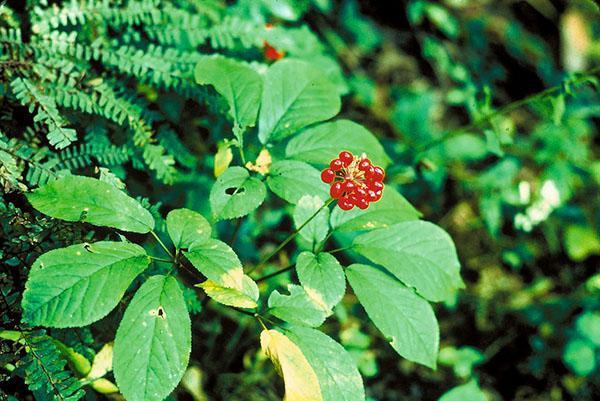 ginseng dans la réserve