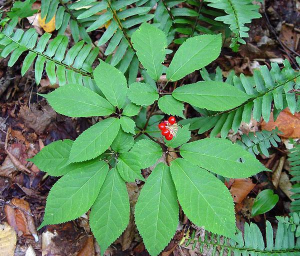 ginseng salvaje