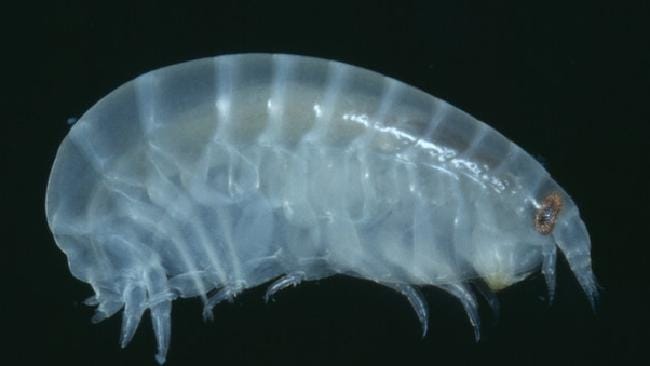 Foto via royalbcmuseumObwohl festgestellt wurde, dass Sam von Lysianassiden-Flusenfüßern angegriffen wurde, ist die marine Biogemeinschaft immer noch verwirrt. Der Meeresbiologe Genefor Walker-Smith sagte über die Kreaturen: 