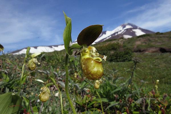 la pantoufle de dame à l'état sauvage