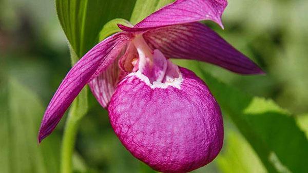 chausson de dame en forme de fleur d'orchidée