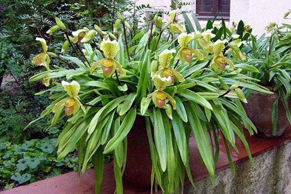 chausson de dame sur le balcon