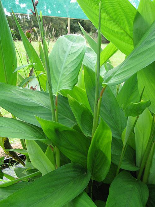 marante roseau à feuilles unies