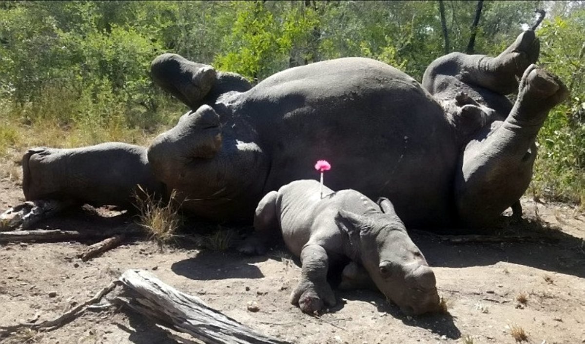 Herzzerreißend: Arthur, das Baby-Nashorn, wurde neben seiner toten Mutter gefunden. Siehe Ross Parry Geschichte RPYRHINO - Erschütterndes Bild zeigt das verletzte Baby-Nashorn, das kaum noch lebt, neben seiner toten Mutter, die im Kruger Park, Südafrika, wegen ihres kostbaren Horns getötet wurde