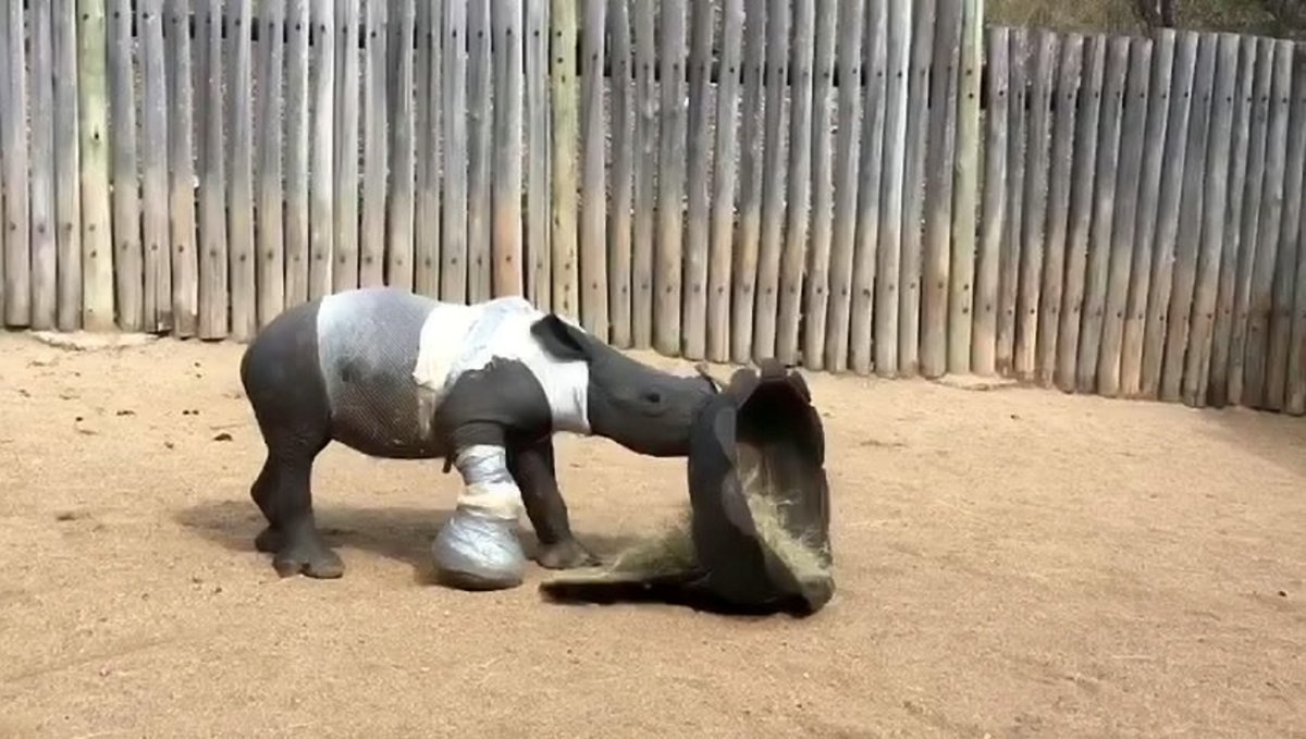 Arthur, das Baby-Nashorn, spielt im Waisenhaus. Siehe Ross Parry-Geschichte RPYRHINO - Erschütterndes Bild zeigt das verletzte Baby-Nashorn, das kaum noch lebt, neben seiner toten Mutter, die im Kruger Park, Südafrika, wegen ihres kostbaren Horns getötet wurde