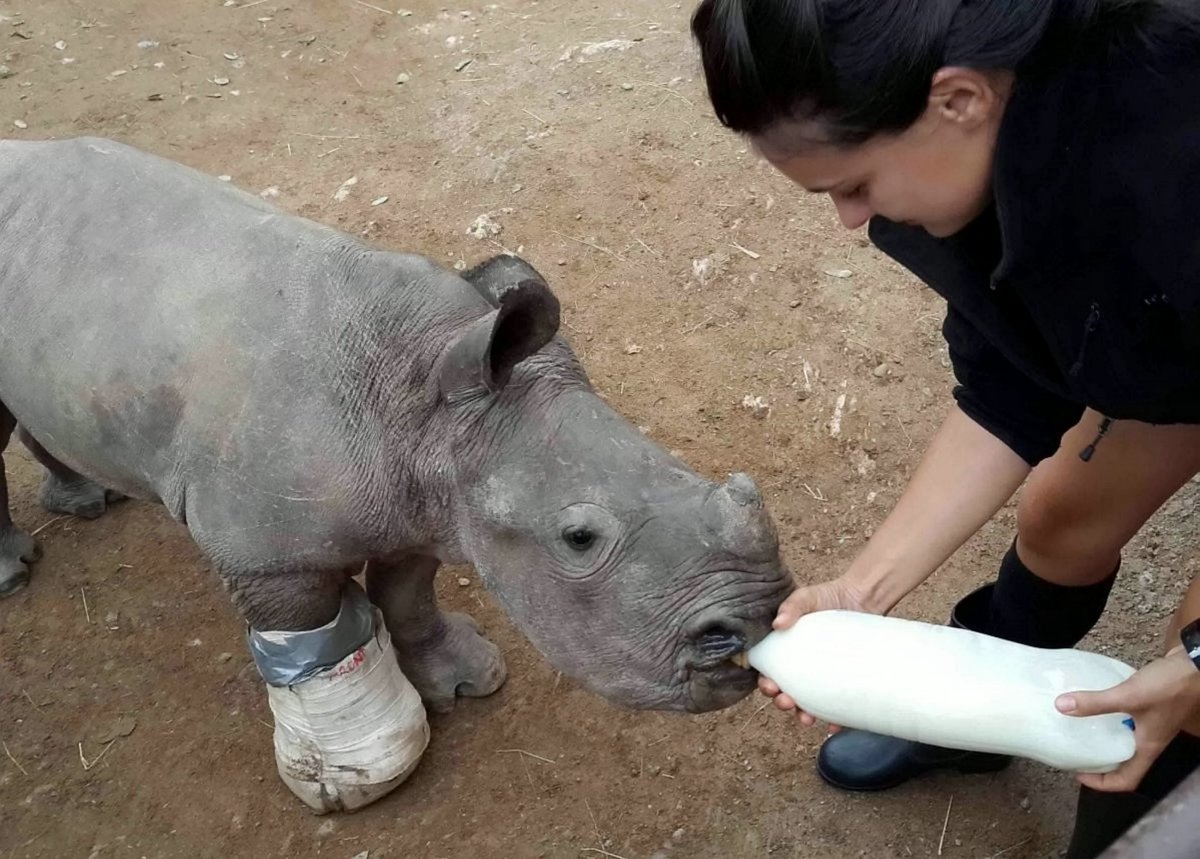 Mláďátko nosorožce Arthura ošetřuje personál sirotčince. Podívejte se na příběh Rosse Parryho RPYRHINO - trýznivý obrázek ukazuje zraněné mládě nosorožce sotva naživu po boku jeho mrtvé matky, která byla zabita pro její drahocenný roh v Kruger Parku v Jižní Africe