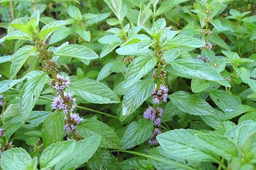 Flores de menta