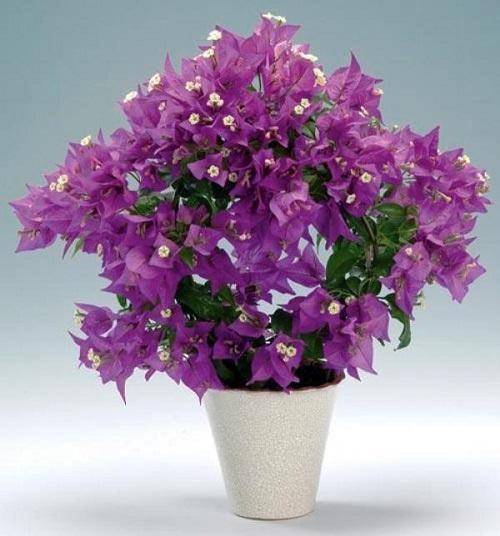lilas bougainvilliers