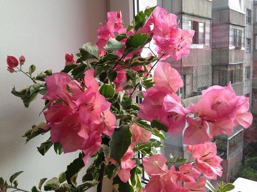 bougainvilliers sur la fenêtre