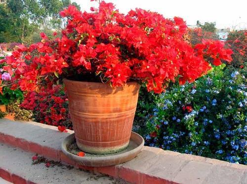 bougainvillier rouge