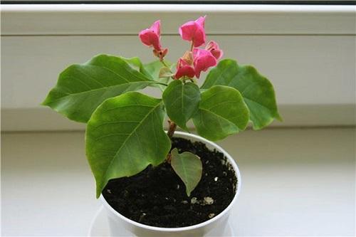 jeune bougainvillier