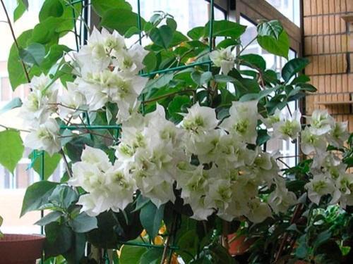 bougainvillier blanc