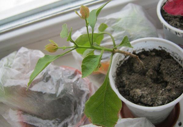 Se debe formar la corona de una planta joven.